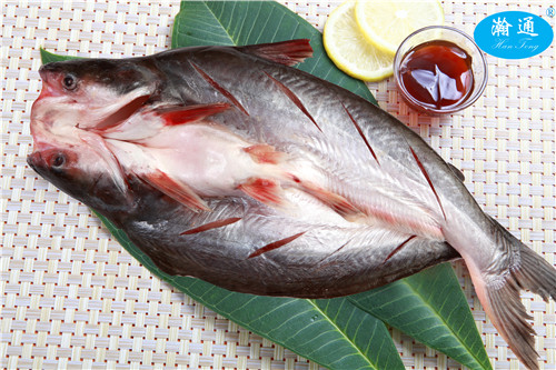 开背鱼—Mekong Fish